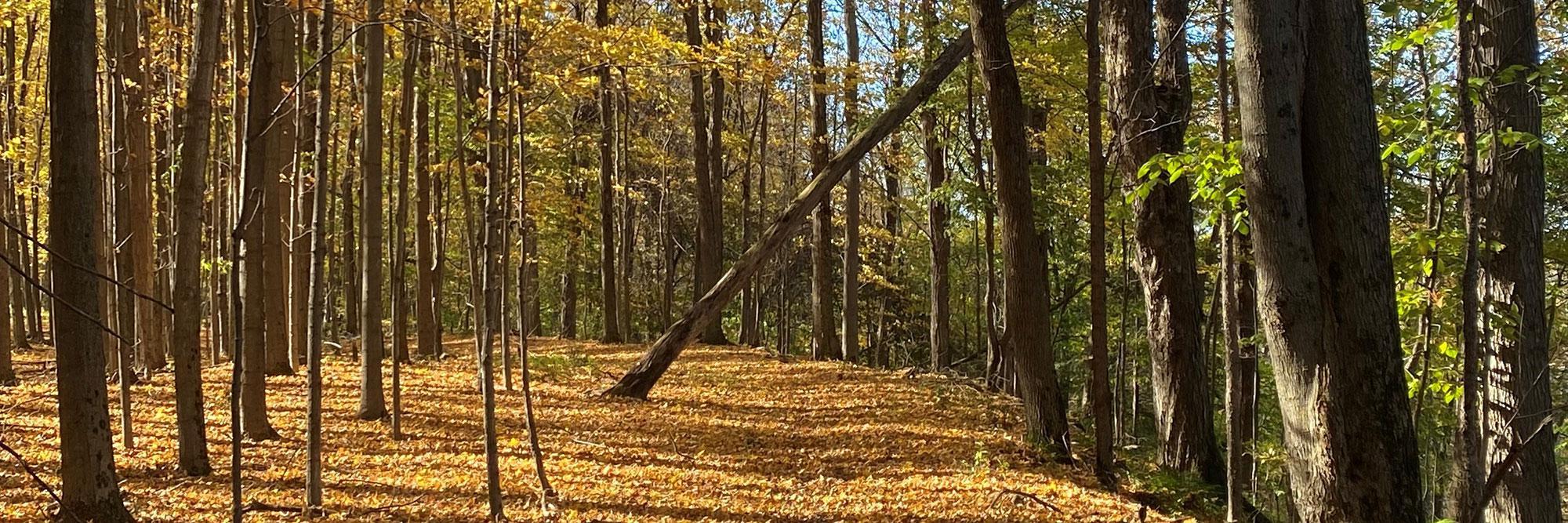 Forest in Fall